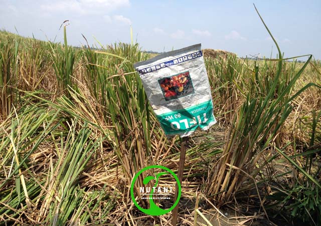 Fungisida_Tiflo80WP_Seedtreatment