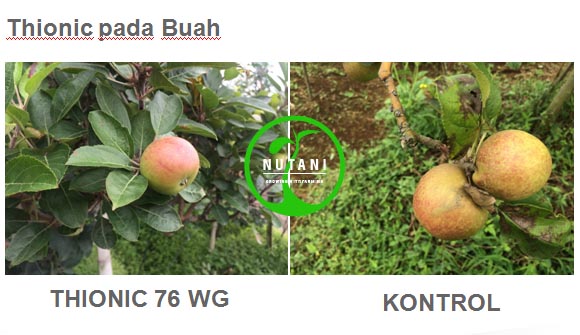 thionic76wg_buah