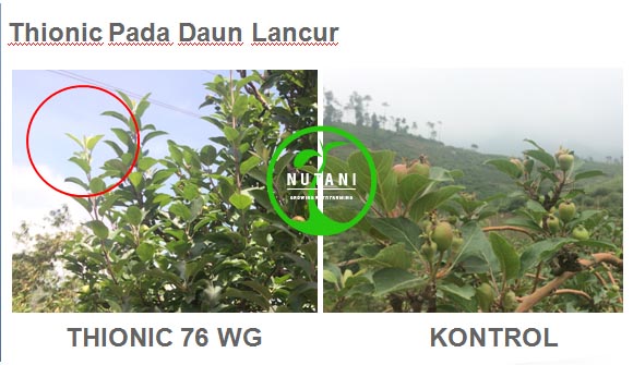 thionic76wg_daun-lancur
