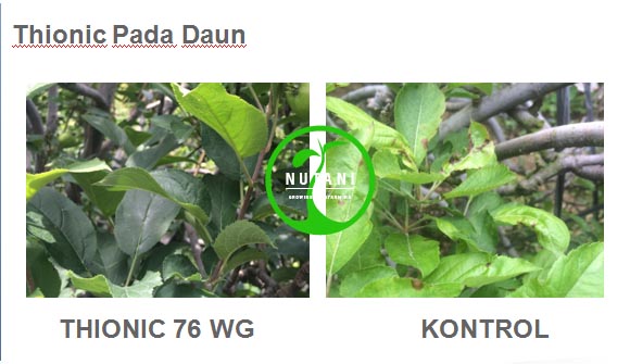 thionic76wg_daun