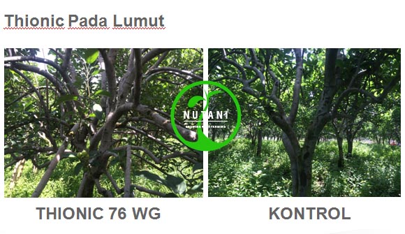 thionic76wg_lumut