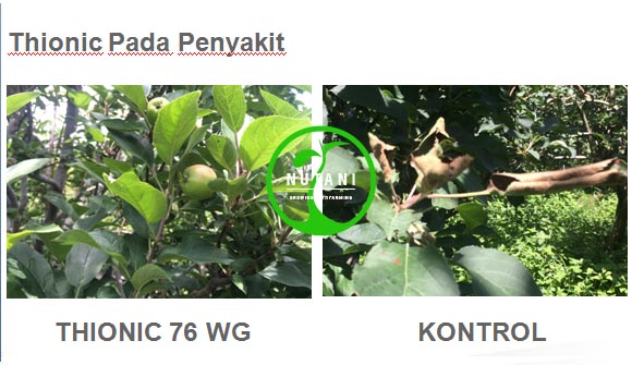 thionic76wg_penyakut