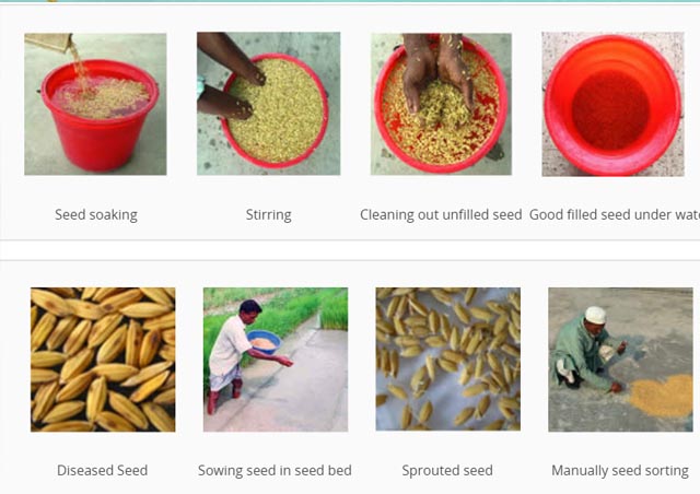 Tiflo _ Seed treatment2