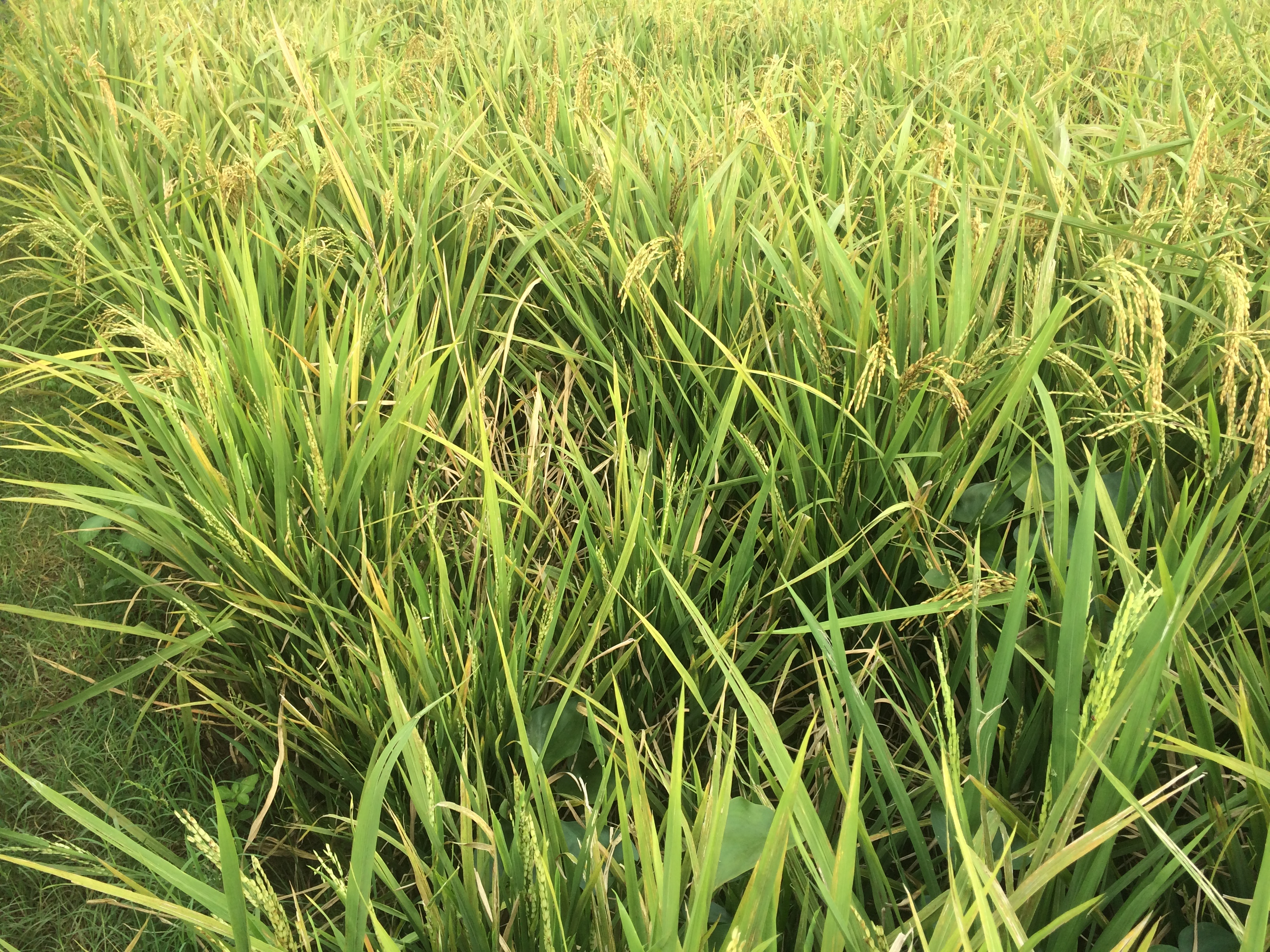 Cara Pengendalian Burung Pipit Pada Padi NUTANI