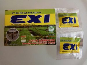 bawang merah feromon exi