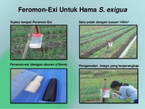 feromon exi bawang merah