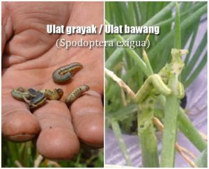 Spodoptera exigua - bawang merah