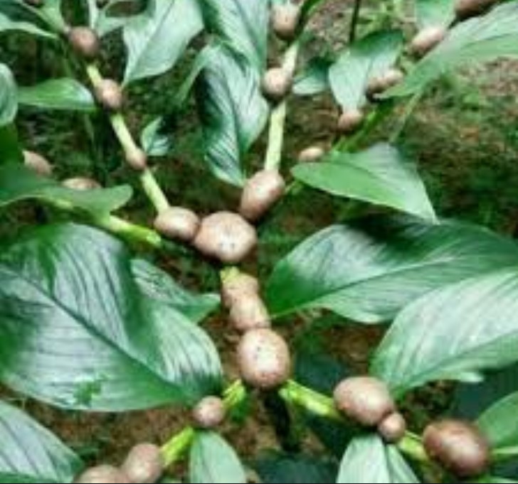 porang tanaman apa